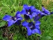 30 Genziane di Koch (Gentiana acaulis)